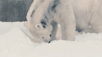 polar bear GIF