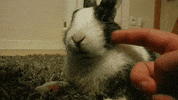 bunny rabbit GIF