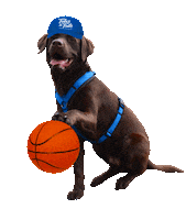 dog basketball Sticker by Tales&Tails
