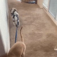 dog pig GIF