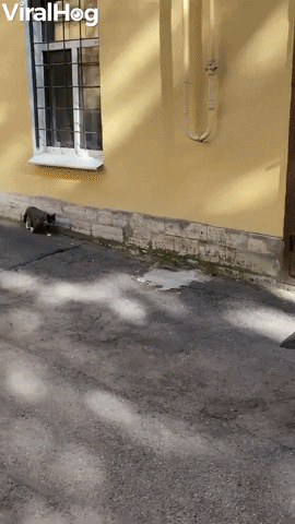 Runaway Rat Attacks Camera Operator GIF by ViralHog