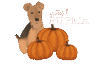 Dog Celebrate Sticker by Prairie Paws Animal Shelter