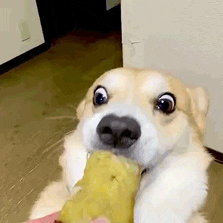 cuteanimalland giphyupload GIF