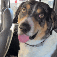 Dog Wink GIF