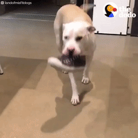 GIF by The Dodo