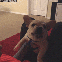 dogs puppies GIF