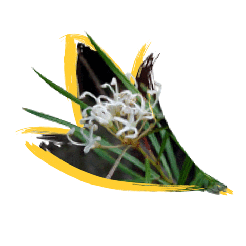 Endangered Species Australia Sticker by NSW Department of Planning, Industry and Environment