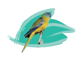 Endangered Species Australia Sticker by NSW Department of Planning, Industry and Environment