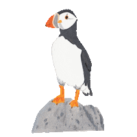 BeccaNuckley nature seaside puffin whitby Sticker