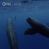 Sperm Whale Swimming GIF by Nature on PBS