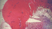 digital art GIF by Philippe Roy