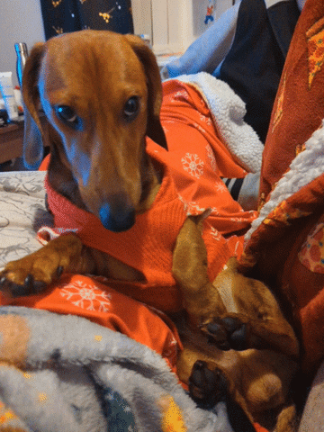 KantoLegend_ dog puppy doggo tail GIF
