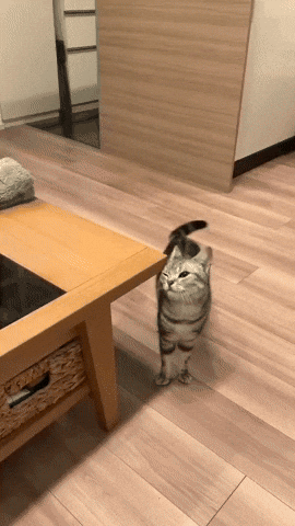 cuteanimalland giphyupload GIF