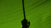 symphony for our world GIF by Nat Geo Wild 