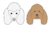 pawsofkow poodles pawsofkow paws of kow Sticker