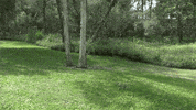 KromeStudios jump mascot ty boomerang GIF