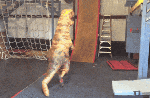 t rex costume GIF