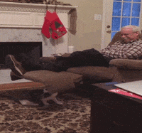 cat lol GIF by America's Funniest Home Videos