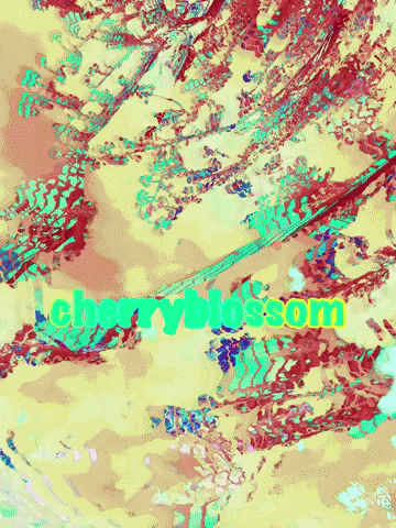 Cherry Blossom Spring GIF by KaoruHironaka