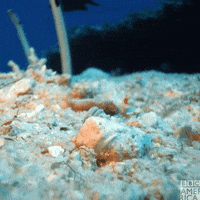 Ocean Wildlife GIF by BBC America