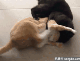 Video gif. A black cat and an orange cat tangled up and fighting, kicking each other.