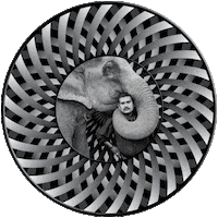 Elephant Moire Sticker