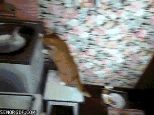 cat fish GIF by Cheezburger