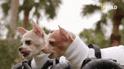 Dog Pups GIF by Nat Geo Wild