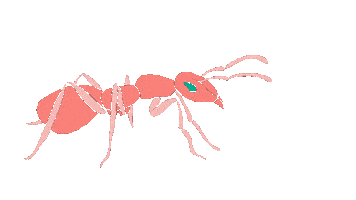 Walking Bug Sticker by NickiP