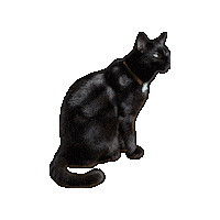 Look At This Black Cat Sticker by Rod Kim