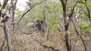 for91days africa safari ghana elefanten GIF