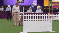 The Masters Obedience Championship At Westminster