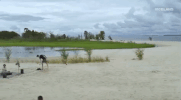 viceland GIF by Earthworks