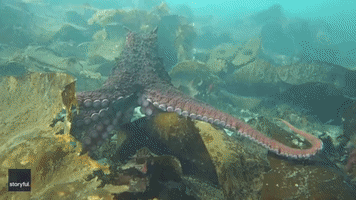 'Once in a Lifetime': Octopus Wraps Itself Around Diver's Camera