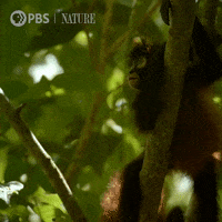 Costa Rica Family GIF by Nature on PBS
