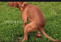 Honaro GIF