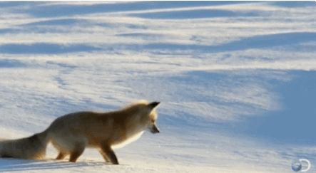 snow dive GIF