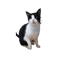 Cat Sticker