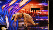 Episode 1 Nbc GIF by America's Got Talent