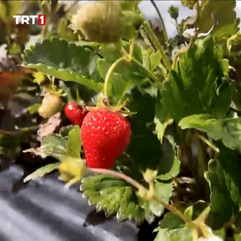 Red Fruit GIF by TRT