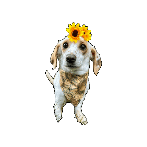 Autumn Sunflowers Sticker by Geekster Pets