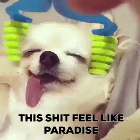 bazzi giphyupload funny cute meme GIF