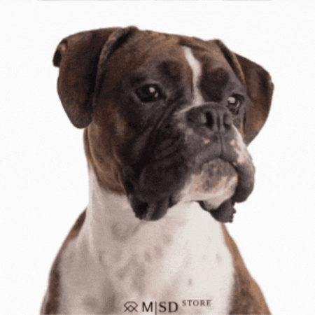 Dogs Yes GIF by MSD Online Shop