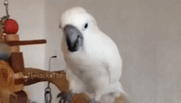 Harley the Cockatoo is a Leftie and Proud