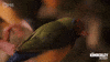 Feeling Myself Bird GIF by PBS