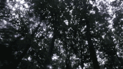 sub pop elastic days GIF by Sub Pop Records