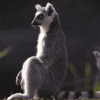 Happy San Diego GIF by San Diego Zoo Wildlife Alliance