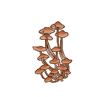 EssieBear orange forest mushroom 17 Sticker