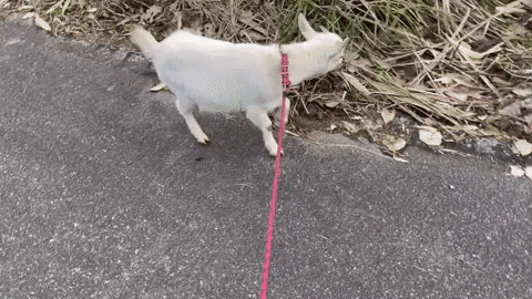 cuteanimalland giphyupload GIF