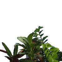 In The Wild Hello Sticker by plantsome